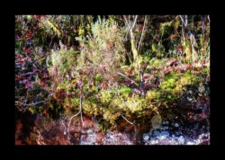 Grès et mousse Grès et mousse