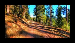 Route forestière qui monte vers la Tête du Noll Route forestière qui monte vers la Tête du Noll