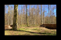 Saint Quirin - exploitation de la forêt du Saveux Saint Quirin - exploitation de la forêt du Saveux