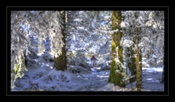 Dans la forêt enneigée Walscheid : dans la forêt enneigée