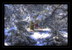 Dans la forêt enneigée Walscheid : dans la forêt enneigée