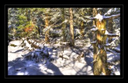 Le Grossmann : zone sans exploitation forestière Walscheid : Le Grossmann