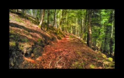 dans la forêt du Schnockenlochmatt dans la forêt du Schnockenlochmatt