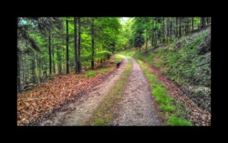 Walscheid - sur la RF de la Pierre de Feu Walscheid - sur la RF de la Pierre de Feu