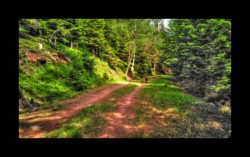 Walscheid - sur la RF de la Michelshardt Walscheid - sur la RF de la Michelshardt