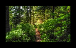 Walscheid - sentier entre le Hengst et Petersmuehl Walscheid - sentier entre le Hengst et Petersmuehl