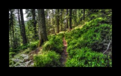 Walscheid - sentier entre le Hengst et Petersmuehl Walscheid - sentier entre le Hengst et Petersmuehl