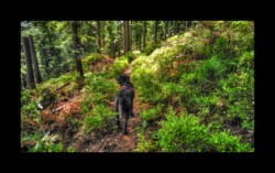 Walscheid - Bella sur le sentier entre le Hengst et Petersmuehl Walscheid - Bella sur le sentier entre le Hengst et Petersmuehl