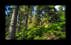 Walscheid - entre le Hengst et Petersmuehl Walscheid - entre le Hengst et Petersmuehl