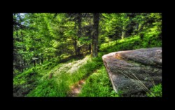 Walscheid - entre le Hengst et Petersmuehl Walscheid - entre le Hengst et Petersmuehl