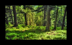 Walscheid - entre le Hengst et Petersmuehl Walscheid - entre le Hengst et Petersmuehl