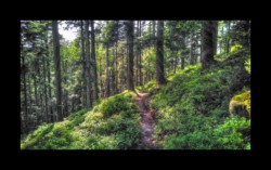 Walscheid - sentier entre le Hengst et Petersmuehl Walscheid - sentier entre le Hengst et Petersmuehl