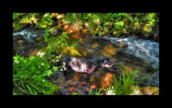 Walscheid - Bella dans la Zorn jaune Walscheid - Bella dans la Zorn jaune