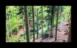 Dabo- vers le rocher du Herrenfels
