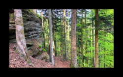 Dabo- vers le rocher du Herrenfels