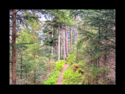 Dabo- vers le rocher du Herrenfels