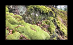 Dabo- mousse vers Herrenfels