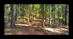 Dabo - Dans la forêt du Hochkopf Dabo - Dans la forêt du Hochkopf