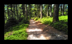 Dabo - En allant vers la Schleif Dabo - En allant vers la Schleif