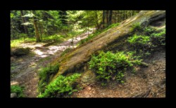 le Rutschfelsen Dabo - Rutschfelsen