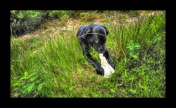 Dabo - Pause déjeuner Dabo - Pause déjeuner