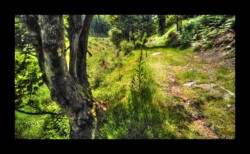 Dabo - dans la vallée de Hoelsthal Dabo - dans la vallée de Hoelsthal