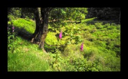 Dabo - dans la vallée de Hoelsthal Dabo - dans la vallée de Hoelsthal