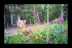 Les digitales commencent à s'ouvrir Les digitales commencent à s'ouvrir