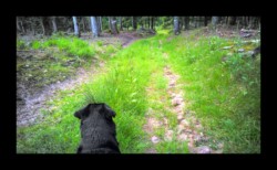 à l'affût à l'affût