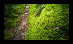 Dabo - Mousse dans la montée vers le Spitzberg Dabo - Montée vers le Spitzberg