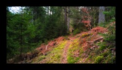 Dabo - Montée vers le Spitzberg Dabo - Montée vers le Spitzberg