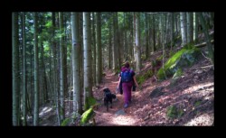 Dabo - Montée vers le Spitzberg Dabo - Montée vers le Spitzberg