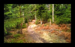 Dabo - Montée vers le Hengst Dabo - Montée vers le Hengst