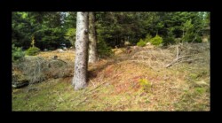 Dabo - Le Hengst Dabo - Le Hengst