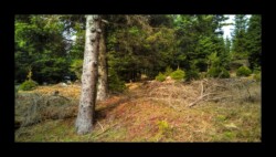 Dabo - Le Hengst Dabo - Le Hengst