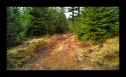 Dabo - Montée du Urstein Dabo - Montée du Urstein