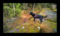 Dabo - Sommet du Urstein Dabo - Sommet du Urstein