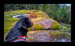 Dabo - Sommet du Urstein Dabo - Sommet du Urstein