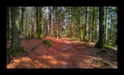 Dabo - Plateau du Urstein Dabo - Plateau du Urstein