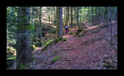 Dabo - descente vers Windsbourg par la forêt Dabo - descente vers Windsbourg