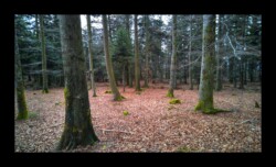 Dabo - Forêt de Grand Rosskopf Dabo - Forêt de Grand Rosskopf