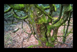 Dabo - arbre près du Rutschfelsen Dabo - près du Rutschfelsen