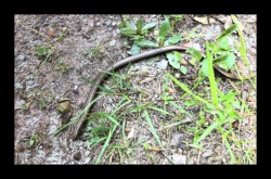 Dabo - Piste du Melkthal. Un bel orvet Dabo - Piste du Melkthal. Un bel orvet