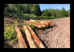 Dabo - Col du Hauenthal Exploitation de la forêt Toujours plus... Dabo - Col du Hauenthal Exploitation de la forêt