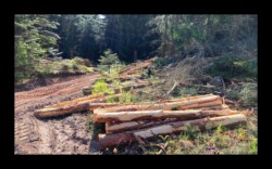 Dabo - Col du Hauenthal Exploitation de la forêt Toujours plus... Dabo - Col du Hauenthal Exploitation de la forêt