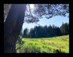 Dabo - Prairie du col du Hauenthal Dabo - Prairie du col du Hauenthal