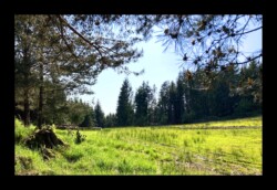 Dabo - Prairie du col du Hauenthal Dabo - Prairie du col du Hauenthal