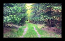 Dabo - Descente après Hauenthal Dabo - Descente après Hauenthal