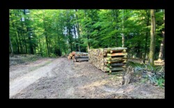 Dabo - Exploitation de la forêt Dabo - Exploitation de la forêt