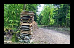 Dabo - Exploitation de la forêt Dabo - Exploitation de la forêt